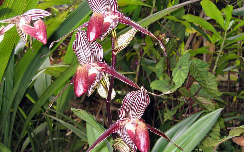 Kinabalu Park and Poring Hot Spring